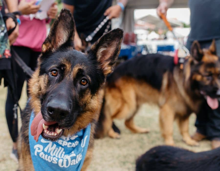 Million Paws Walk