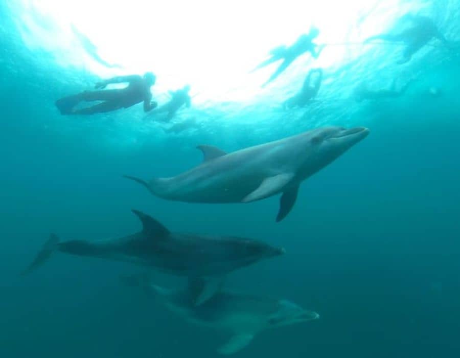 Seal & Dolphin Snorkelling Tour Fareharbour