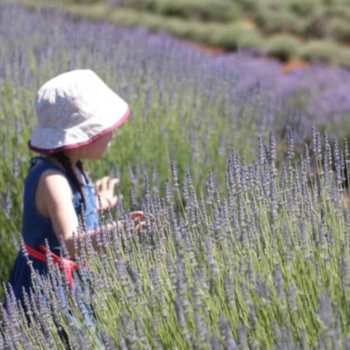 Yarra Valley With Kids