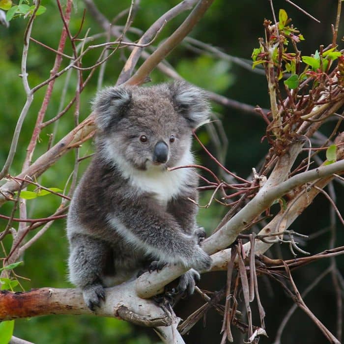 Great Ocean Road Nature and Wildlife Tour Klook