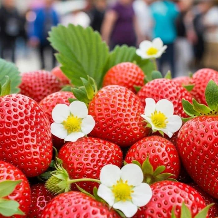 Wallington Strawberry Fair